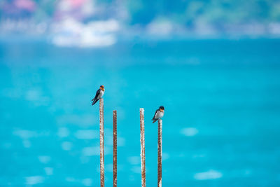 View of birds flying against blue sky