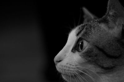 Close-up portrait of cat