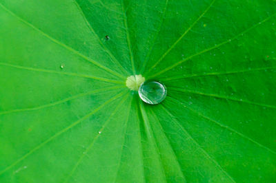 Full frame shot of green leaf