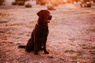 Side view of dog looking away sitting outdoors