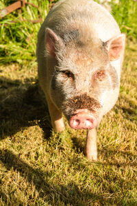 High angle view of pig standing on grassy field during sunny day