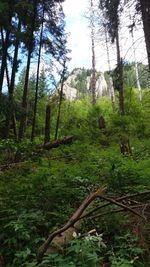 Trees in forest