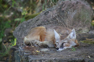 Close-up of fox 