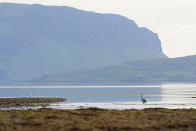 Grey heron stands looking left across low tide water at loch na keal, isle of mull. marine landscape