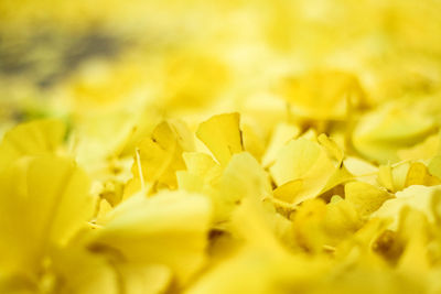 Close-up of yellow flowers blooming outdoors