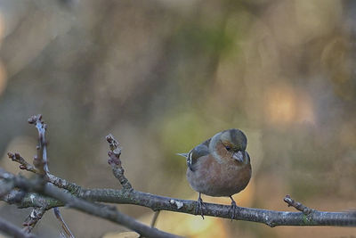 Close-up of bird perching on branch