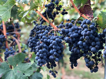 Close-up of wine grapes growing in vineyard