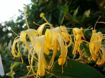 Close-up of yellow flower