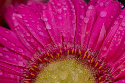 Close-up of wet pink flower