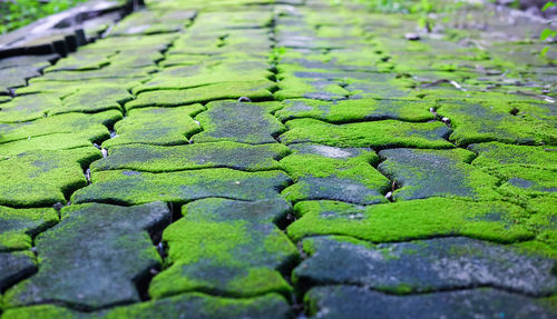 Full frame shot of green leaves
