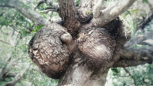 Close-up of tree trunk