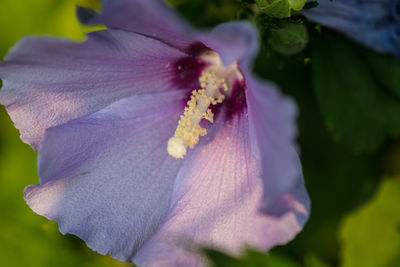 Close-up of pink flowers