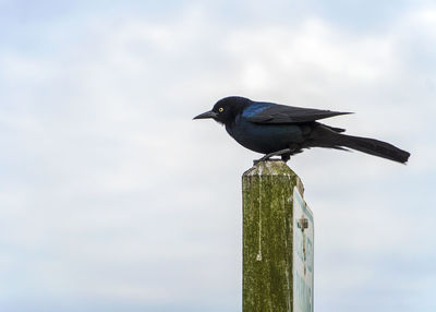 Bird perching on wooden post