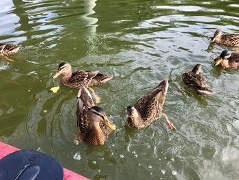 High angle view of mallard ducks swimming in lake