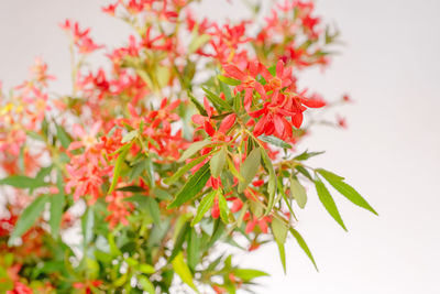 Close-up of red flowers