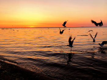 Silhouette birds in sea against orange sky