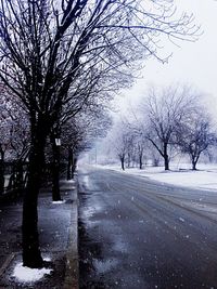 Snow covered trees in winter
