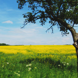 Scenic view of oilseed rape field against sky