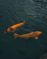 High angle view of fish swimming in lake