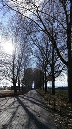 Bare trees against sky