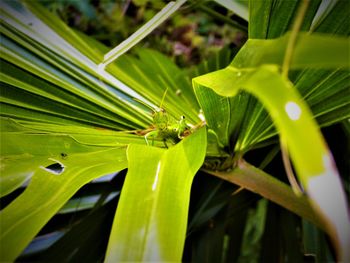 Close-up of insect on plant