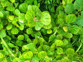 Full frame shot of fresh green leaves