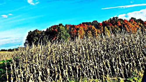 Low angle view of flowering plants on field against sky