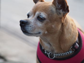 Close-up of dog looking away