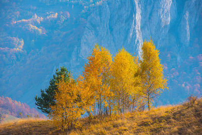 Scenic view of trees growing on mountains against sky during autumn