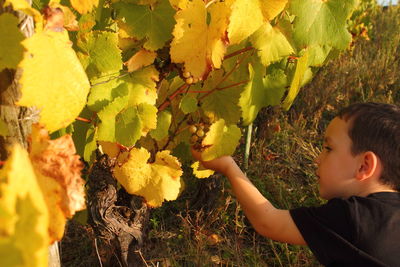 Close-up of boy picking grapes
