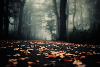 Fallen leaves on road