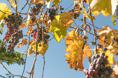 Low angle view of fruits on tree against sky