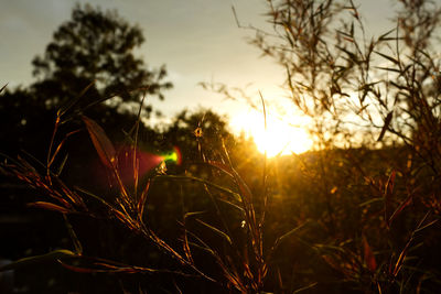 Sunset and spider