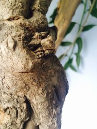 Low angle view of lizard on tree against sky