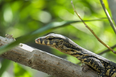 Close-up of a lizard on branch