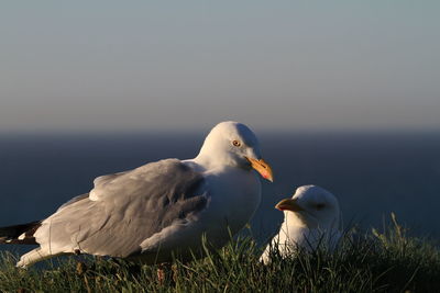 Seagull on a sea