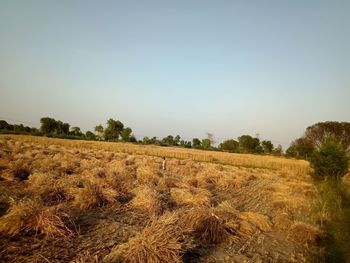 Scenic view of agricultural field against clear sky