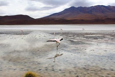 Birds in a lake