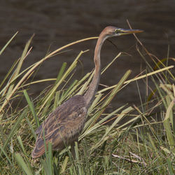 Close-up of bird on grass