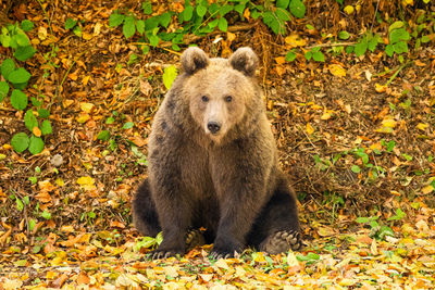 Close-up of bear on field