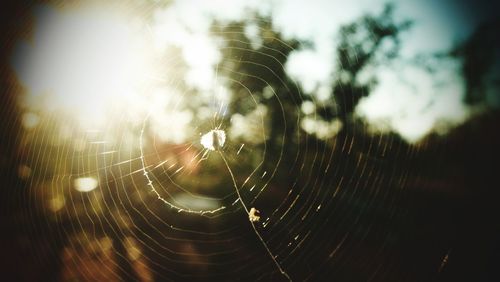 Close-up of spider web against sky