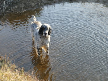 High angle view of a dog in water