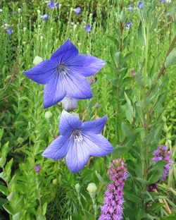 Close-up of blue flowers blooming outdoors