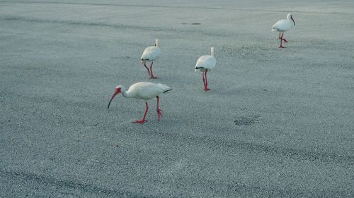 High angle view of birds on the road