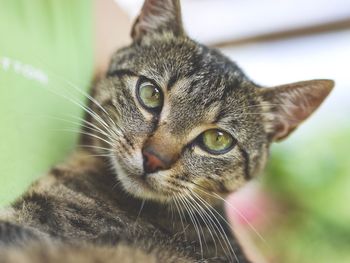 Close-up portrait of a cat