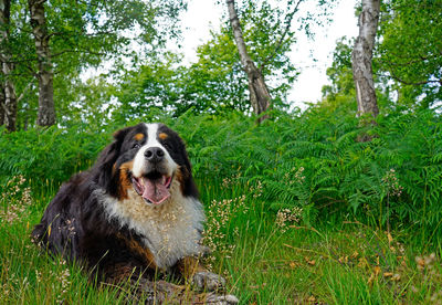 Large, happy bernese mountain dog lying on the grass in the forest