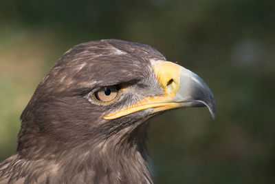 Close-up of bird