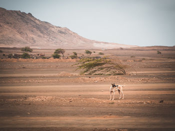 Horse walking on a field