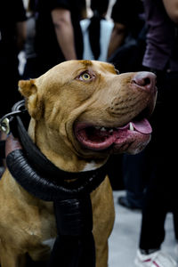 Close-up of dog sticking out tongue