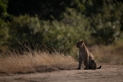 Leopard sitting on sandy ground looking left